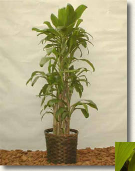 アオノセンネンボク