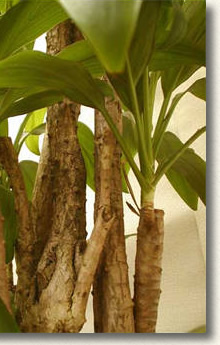 アオノセンネンボク拡大