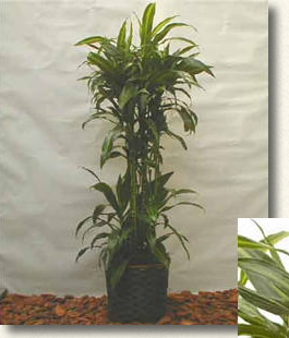 アオワーネッキ