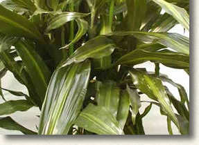 アオワーネッキ