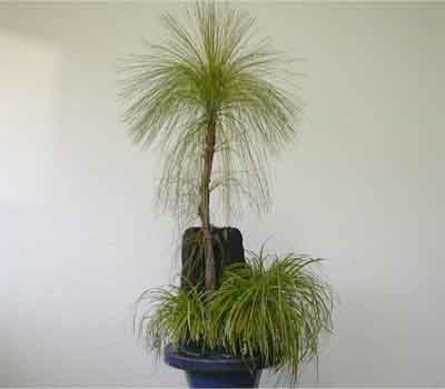 ダイオウショウ