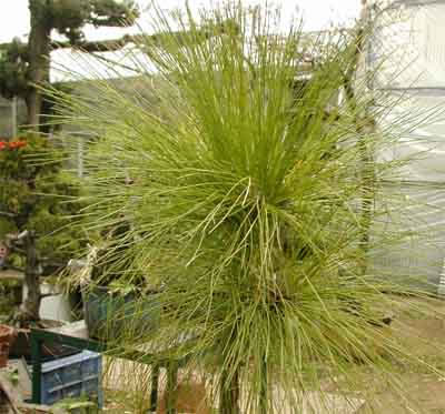 ダイオウショウ