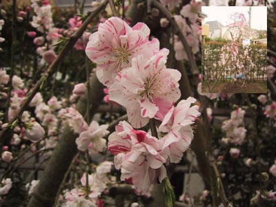 ハナモモ(花桃)