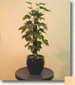 ファトスヘデラ