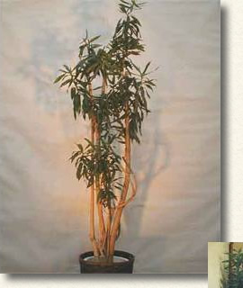 ソング・オブ・ジャマイカ