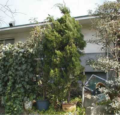 カイヅカイブキ