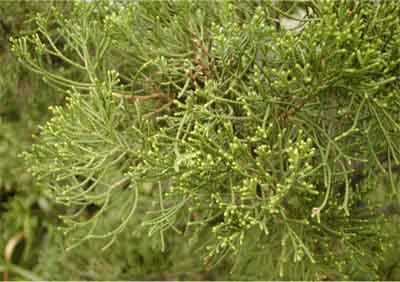 カイヅカイブキ