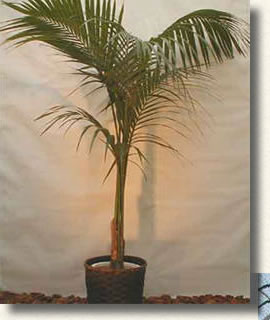 アオノセンネンボク