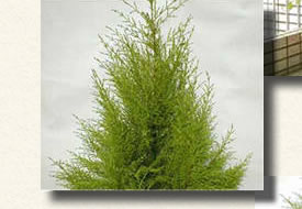 ゴールドクレスト