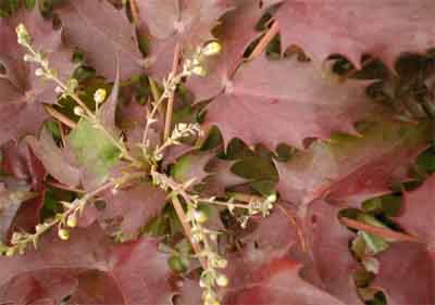 ヒイラギナンテン