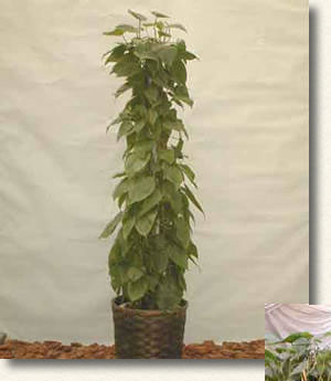 オキシカルディウム