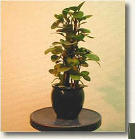 明るい日陰の室内で育てるのが適します。水やりは、鉢土の表面が乾いたら与える程度に。 