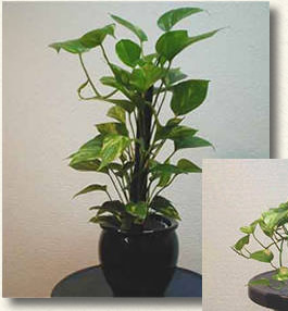 春､秋､冬は､充分日光をあて､夏は､明るい日陰に置きます。水は､夏は､毎日あげて春､秋､冬は､土が乾いたら与えます。