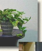 春､秋､冬は､充分日光をあて､夏は､明るい日陰に置きます。水は､夏は､毎日あげて春､秋､冬は､土が乾いたら与えます。