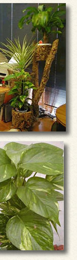 吊り鉢、タワー、へゴ仕立て、アレンジに富んでる観葉植物です。