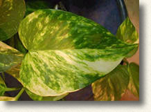 鮮やかな緑に黄白色の斑が入った葉は、飽きないのが魅力です。