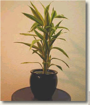 明るく温かい場所に置くとスクスク伸びます。