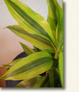 グリーンと黄緑の葉が、美しく、軽やかで、清々しい感じの観葉植物