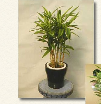 明るく温かい場所に置くとスクスク伸びます。