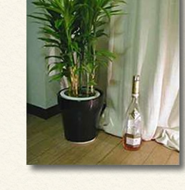 さわやかな雰囲気を持ち手軽なインテリアにも最適な観葉植物。