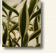 葉模様が黄緑に黄色のストライプが入った‘ゴールデン‘色彩がとても美しいです