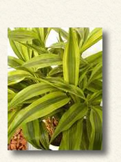 葉模様が黄緑に黄色のストライプが入った‘ゴールデン‘色彩がとても美しいです