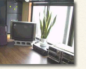 まっすぐに伸びた葉は、お部屋をすっきりとしたイメージに。