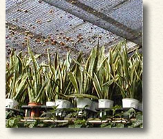 サンセベリアの養殖は、株分けが主で、葉挿しにすると、斑がでなくなります