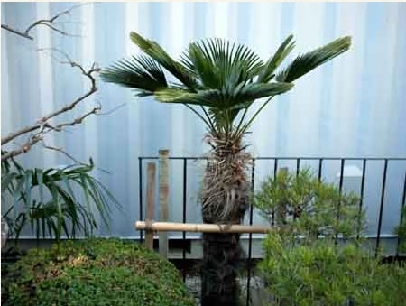 南国のイメージも持つシュロ、夏場の移植には、注意を。