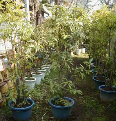 ブナ科の常緑高木。別名クロガシ。福島、新潟県以西、四国、九州の暖地に分布されます。
どんぐりの木としても有名です。