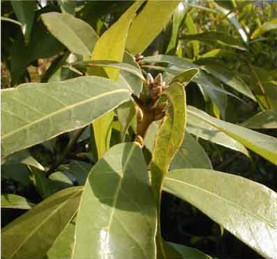 葉の先から新芽が出てきてます。