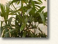 観音竹に比べ小葉の幅が狭くて葉がやわらかいのが特徴の観葉植物。