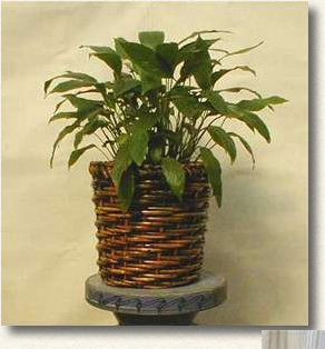 日光を好み温かい場所に適した観葉植物です。