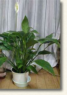 冬場は、窓際の明るい場所に置きます。