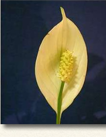 日光と温かい温度があれば、１年中花は、見られます。まるで水芭蕉を想像させる花は、とても美しいです。