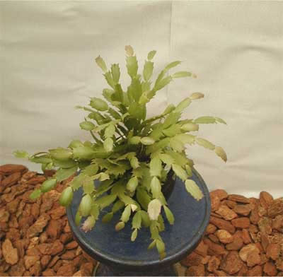 花は、9月～10月頃に咲きます。