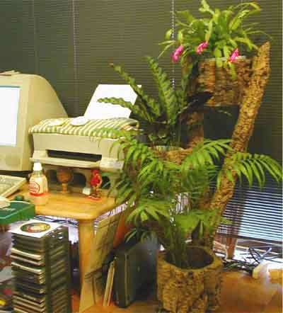 華やかに彩る花の形は、まるで大空を翔る鳳凰のような印象を受けます。