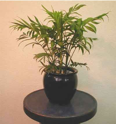 テーブルヤシは、意外と日光に弱い観葉植物なので、明るい室内の日陰で育てます。水やりは、鉢土が乾いたらたっぷりあげます。