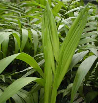 寒さにも強い性質ですが室内に置くほうが育成が良いです。