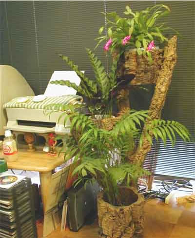 涼しげなイメージのテーブルヤシは、とても軽やかな気持ちにさせてくれます。