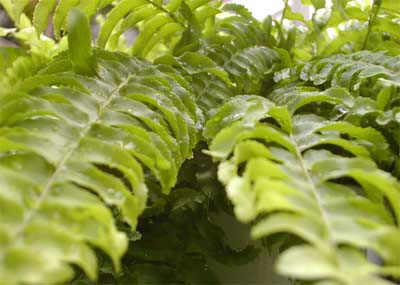 元の葉は、濃いグリーンです。室内で育てると、美しい黄緑になります。