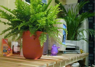 都会のオアシスのような葉がお部屋を明るい雰囲気に。