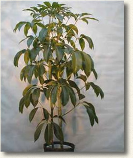 耐陰性が強い植物ですが置く場所が暗いと葉っぱが垂れ気味になります。