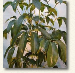 まるで大きな手のひらのような形の葉が個性的で、さわると厚みもあります。 