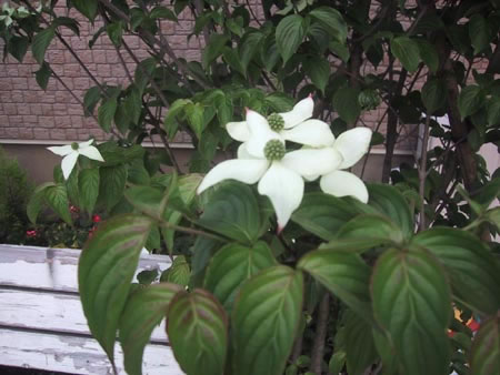 ５～６月に開花し秋には実も楽しめる庭木です。