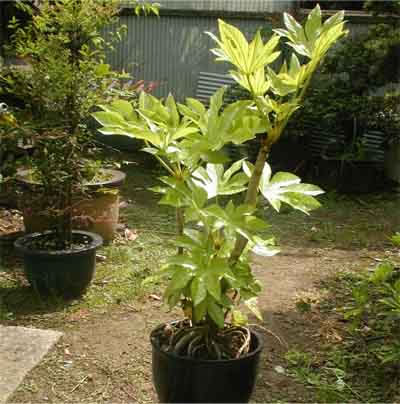 ダイオウショウ