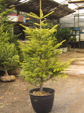 ���{���݂̖�